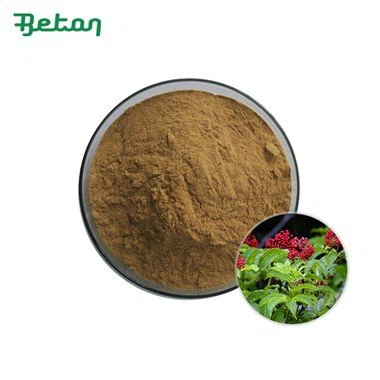 Organic Elderberry Extract Powder