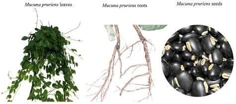 mucuna pruriens extract mucuna pruriens extract